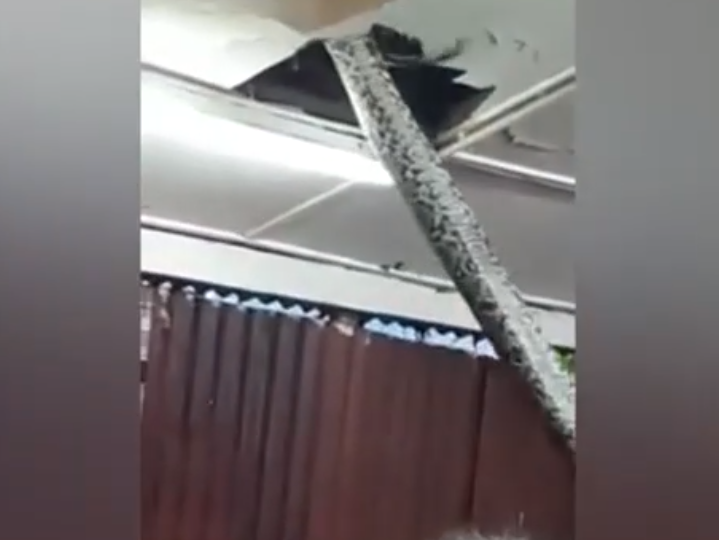 Sự xuất hiện bất ngờ của con trăn đã khiến nhiều người hoảng sợ. Các chuyên gia động vật hoang dã đã phải phá rộng tấm trần để con trăn có thể thoát ra một cách an toàn, sau đó họ dùng tay kéo nó xuống đất.