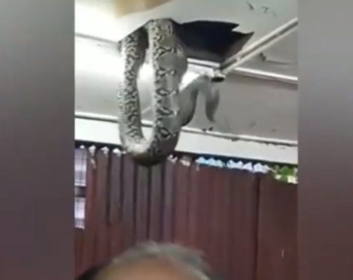 Đoạn video ghi lại cảnh tượng này cho thấy các chuyên gia động vật hoang dã đang cố gắng kiểm soát con trăn dài khoảng 6 mét, sử dụng một chiếc móc kim loại để giữ chặt đầu của quái thú và ngăn không cho nó tấn công mọi người xung quanh.