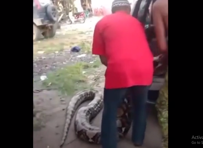 Nhân viên cứu hộ cố gắng đưa con trăn vào cốp ô tô, kích thước của nó to đến mức cần ba người để nâng.