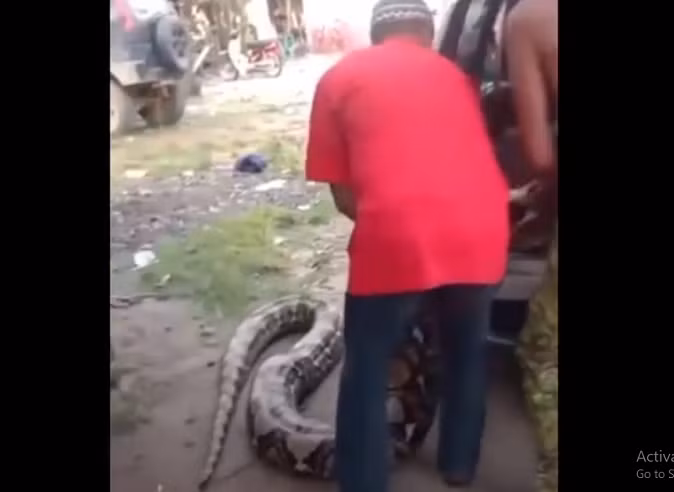 Nhân viên cứu hộ cố gắng đưa con trăn vào cốp ô tô, kích thước của nó to đến mức cần ba người để nâng.