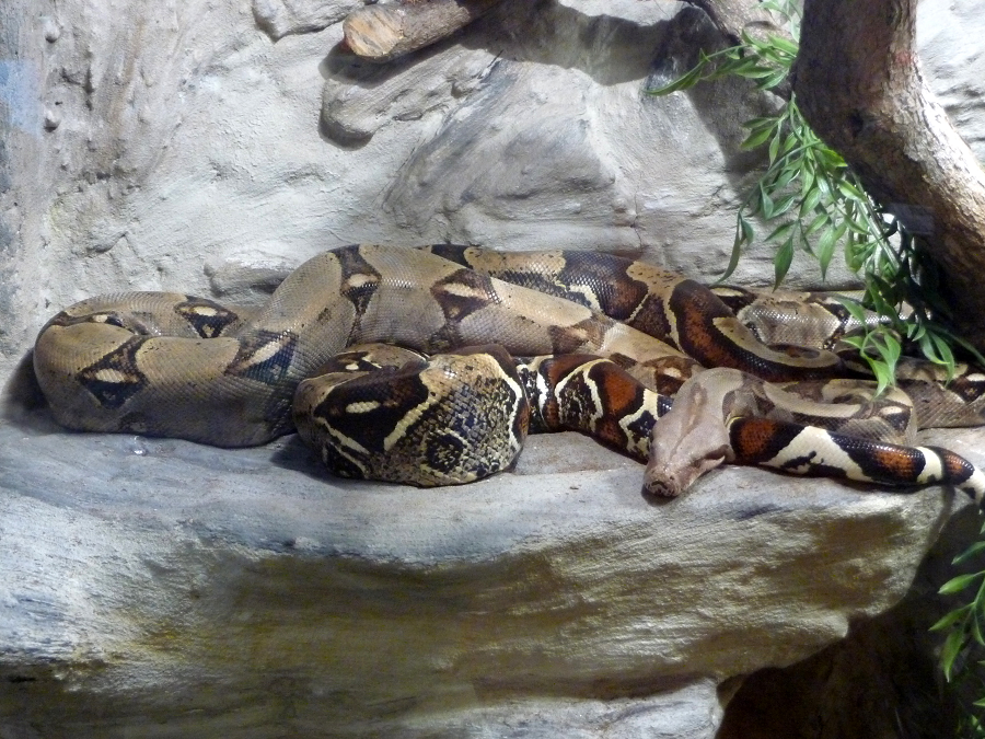 Trăn siết mồi hay Trăn boa thông thường (Boa constrictor) là một loài rắn lớn trong họ Boidae. Loài này được Linnaeus mô tả khoa học đầu tiên năm 1758. Đây là một thành viên của Họ Trăn Nam Mỹ sinh sống ở Bắc, Trung và Nam Mỹ, cũng như một số hòn đảo ở Caribbean.