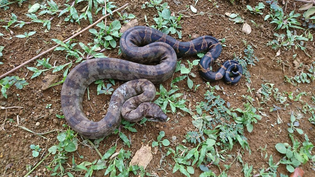 Dominica, quốc gia Caribbean, nổi tiếng với nhiều loài động vật hoang dã, trong đó có loài trăn siết mồi có thể dài tới 4 mét.