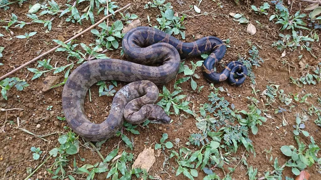 Dominica, quốc gia Caribbean, nổi tiếng với nhiều loài động vật hoang dã, trong đó có loài trăn siết mồi có thể dài tới 4 mét.