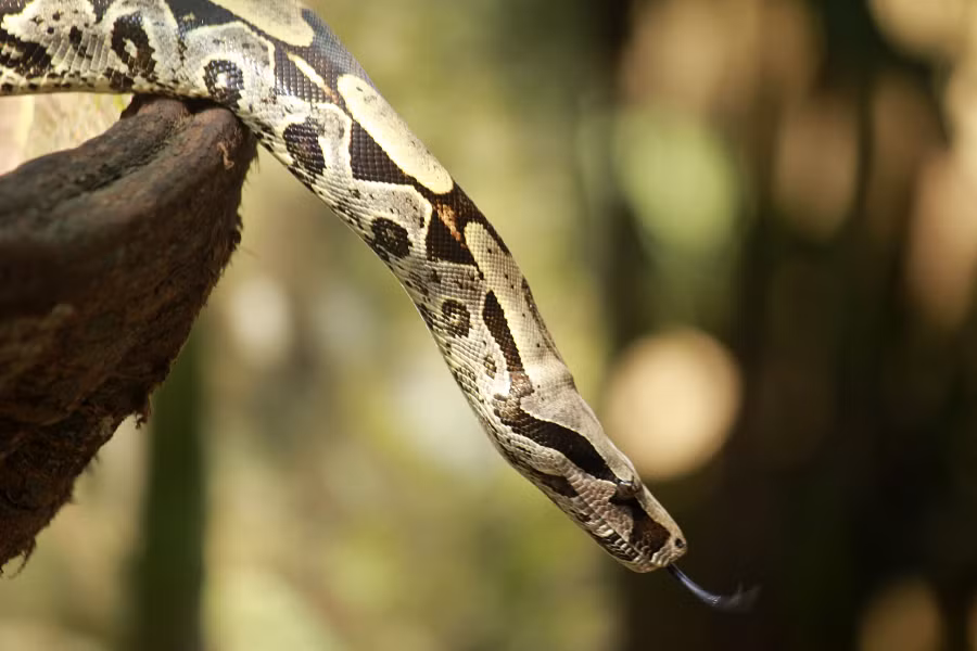 Trăn siết mồi Boa constrictor là một loài rắn lớn, có kích thước vừa phải nếu so với các loài trăn lớn như trăn gấm và trăn Miến Điện, thường đạt chiều dài từ 0,91–3,96 m tùy thuộc vào khu vực và con mồi.