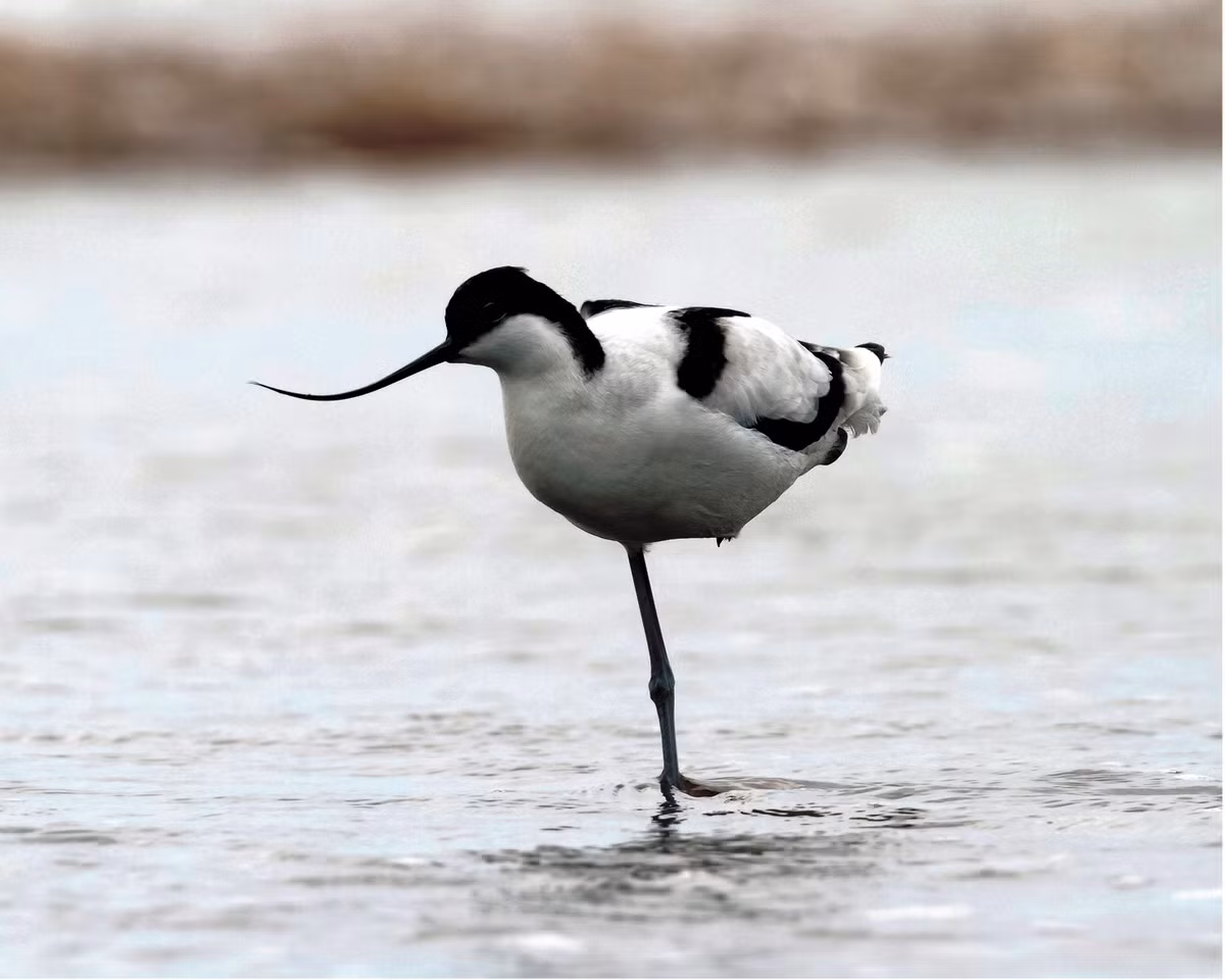 5. Cà kheo mỏ cong: Loài chim này có mỏ dài và cong ở cuối, thường kiếm ăn ở vùng nước nông như ao, hồ, bãi triều ven biển, sông lớn.