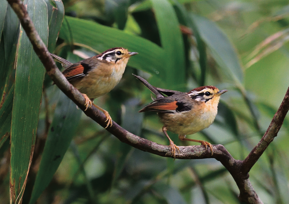 8. Lách tách đầu đốm: Loài chim định cư, phân bố tương đối phổ biến tại Tây Bắc, Đông Bắc, Bắc và Trung Trung Bộ, thường sống ở rừng lá rộng và rừng thứ sinh ở độ cao 1.000-3.100 m.
