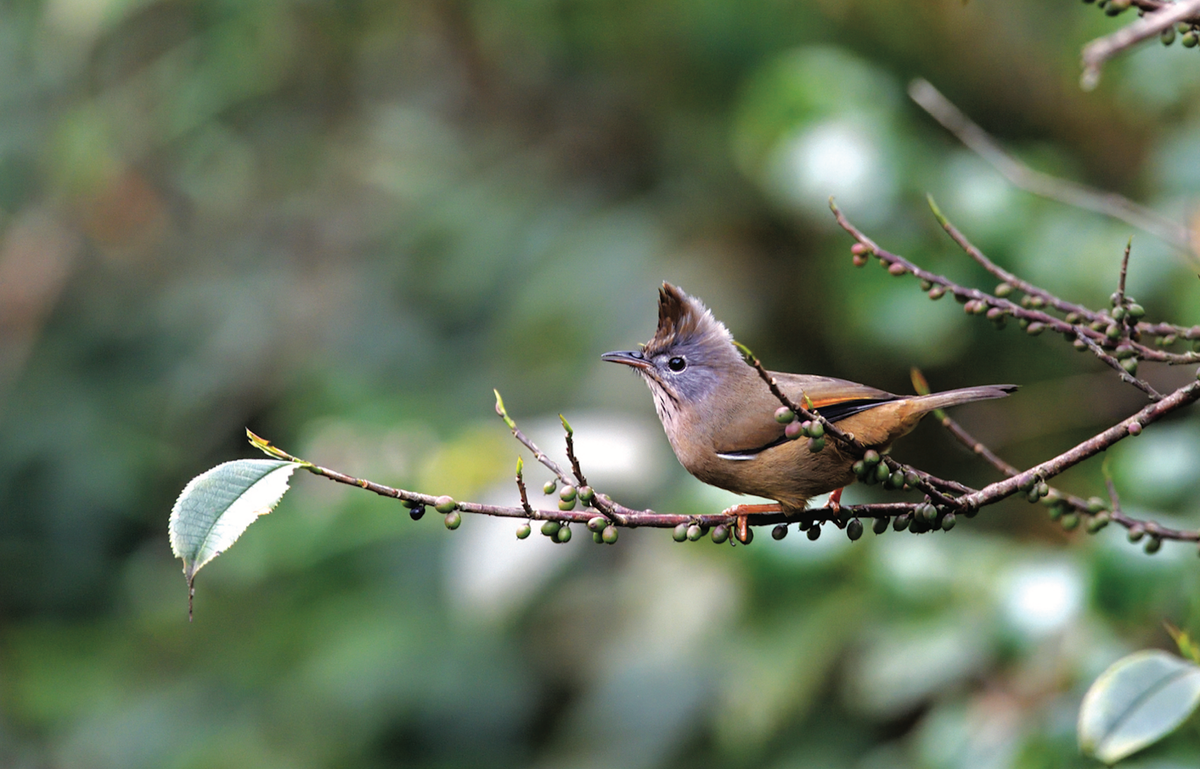 9. Khướu mào họng đốm: Thường gặp ở khu vực Tây Bắc và Trung Trung Bộ, đặc biệt ở trong vườn quốc gia Hoàng Liên Sa Pa, có mào cao, nhọn hướng lên trên và sống trong các khu rừng lá rộng và rừng hỗn giao từ độ cao 1.800-3.100 m.