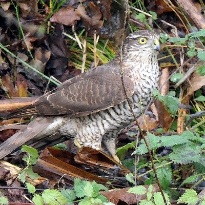 3. Bắt cô trói cột: Phổ biến tại một số vườn quốc gia lớn như Cúc Phương hay Cát Tiên, loài chim với cái tên kỳ lạ này có thói quen ký sinh trứng vào tổ của các loài khướu.