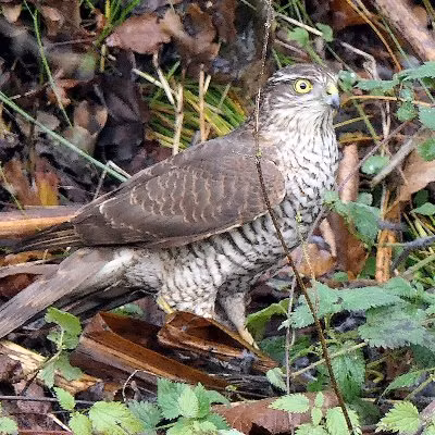 3. Bắt cô trói cột: Phổ biến tại một số vườn quốc gia lớn như Cúc Phương hay Cát Tiên, loài chim với cái tên kỳ lạ này có thói quen ký sinh trứng vào tổ của các loài khướu.
