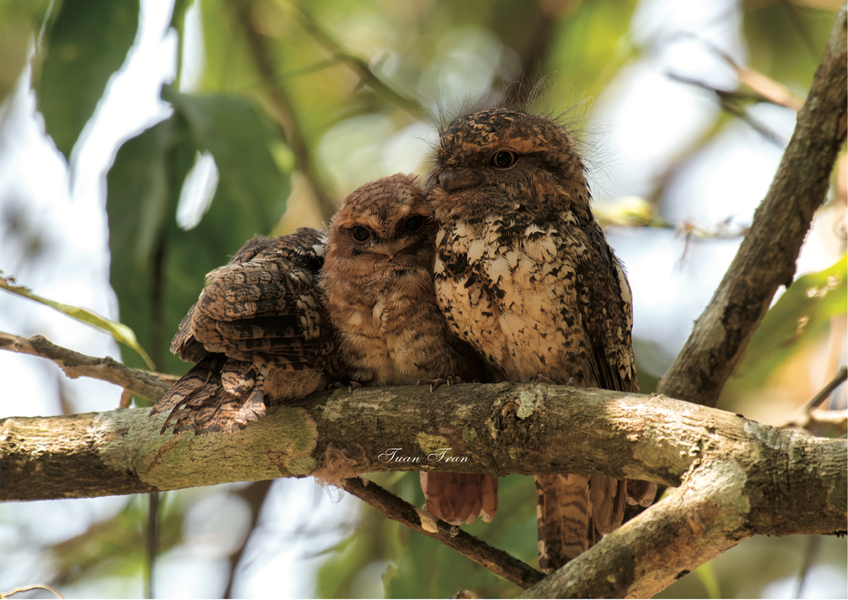 1. Cú muỗi mỏ quặp: Loài chim hiếm, thường sống ở khu rừng lá rộng hoặc rừng thứ sinh ở Trung và Nam Trung Bộ. Thân dài từ 24,5-27,5 cm, chúng thường sống ở độ cao từ 900-1.900 m.