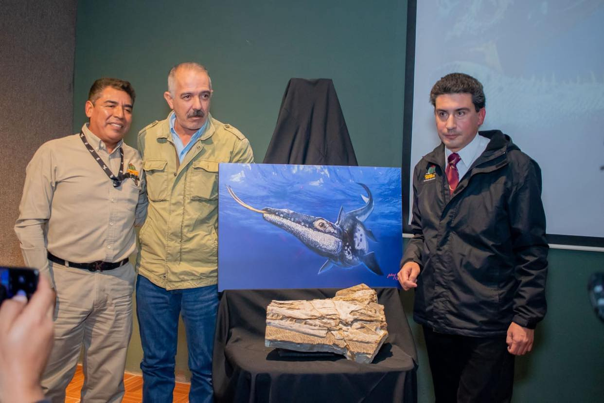 Loài này là kẻ săn mồi nguy hiểm và to lớn hơn các sinh vật biển cùng thời. Nó thuộc chi thương long Plioplatecarpus, và là một con lớn so với các loài khác cùng chi.