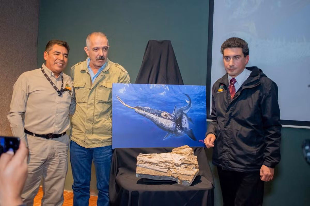 Loài này là kẻ săn mồi nguy hiểm và to lớn hơn các sinh vật biển cùng thời. Nó thuộc chi thương long Plioplatecarpus, và là một con lớn so với các loài khác cùng chi.