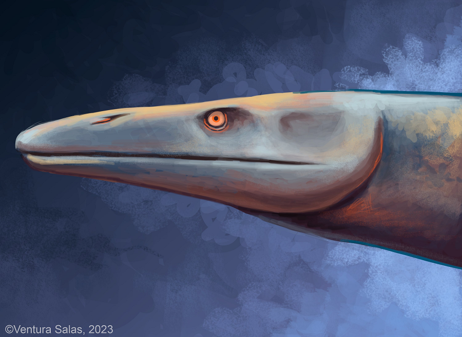 Đây là một trong những mẫu vật lớn nhất, hoàn chỉnh nhất và đáng sợ nhất từ lớp đá nổi tiếng này.