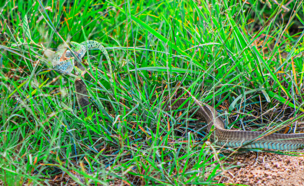 Sự kiện này đã chứng kiến sự khốc liệt trong tự nhiên của thế giới động vật hoang dã.