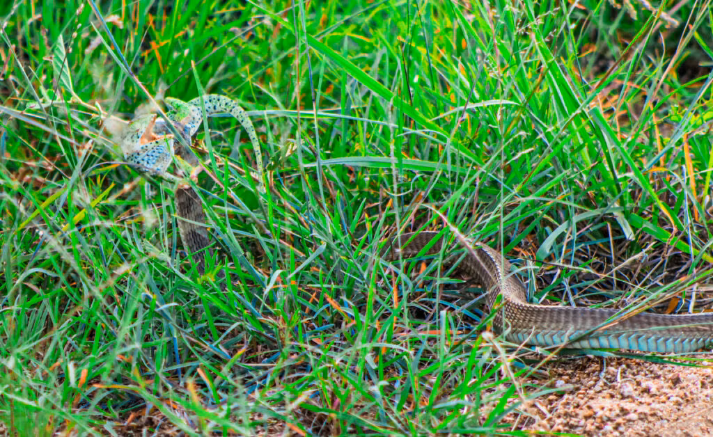 Sự kiện này đã chứng kiến sự khốc liệt trong tự nhiên của thế giới động vật hoang dã.