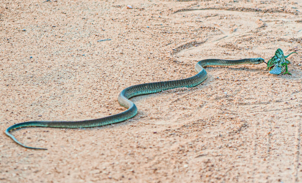 Trong trận đấu tự nhiên, rắn Boomslang cuối cùng đã hạ gục đối thủ của mình, một con tắc kè hoa, một loài thằn lằn phổ biến ở châu Phi và Madagascar.