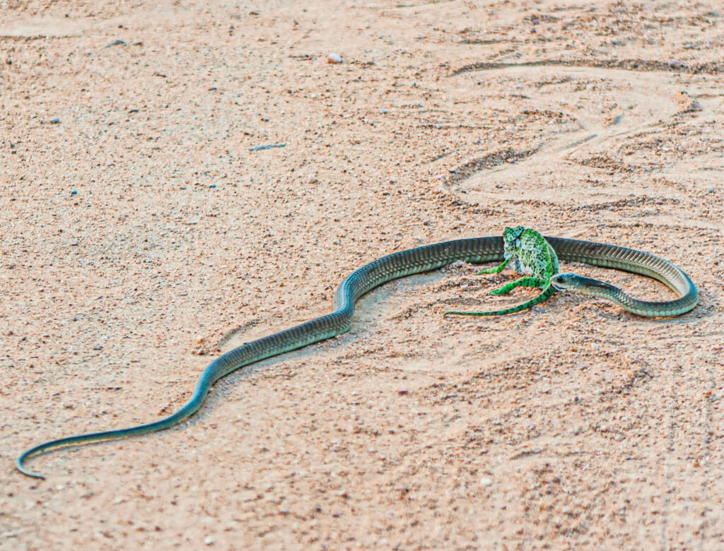 Tắc kè hoa được biết đến với khả năng ngụy trang và phóng lưỡi để bắt con mồi.