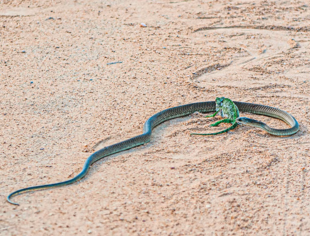 Tắc kè hoa được biết đến với khả năng ngụy trang và phóng lưỡi để bắt con mồi.