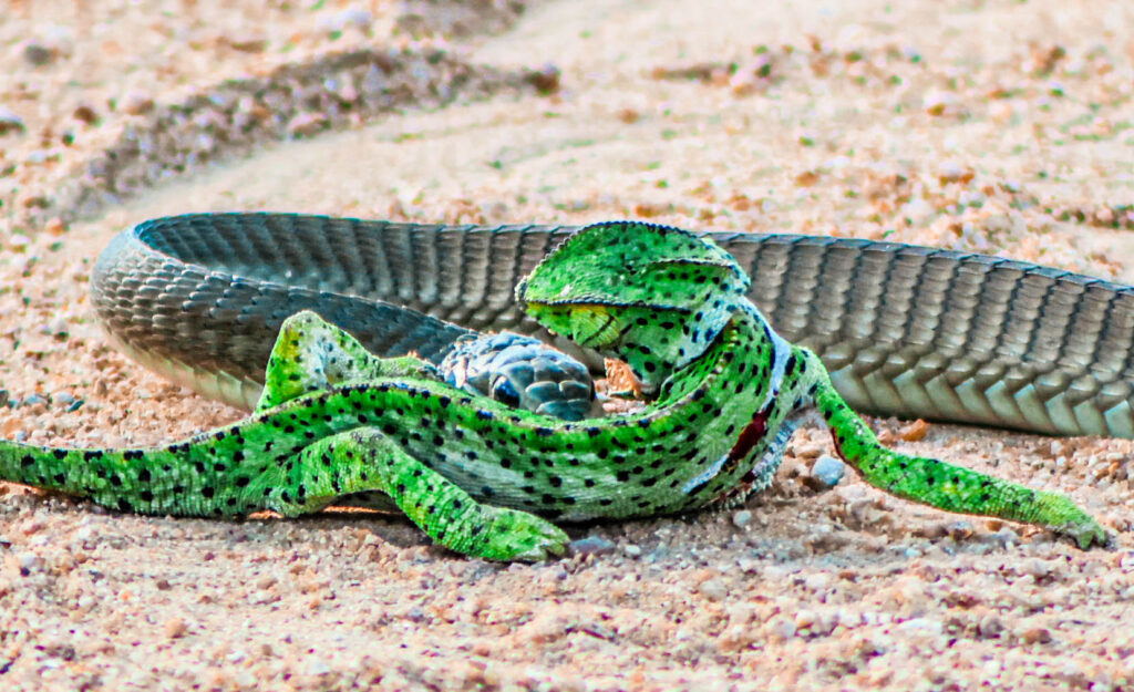 Mặc dù tắc kè hoa có khả năng bơi lội và phóng lưỡi để tóm con mồi, nhưng trước sự nhanh nhẹn và sức mạnh của một trong những loài rắn độc nhất châu Phi này, nó đã không thể chống lại và kết thúc trận đấu.