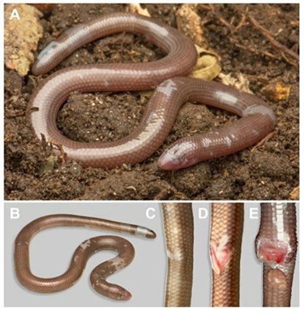 Loài thằn lằn mù mới này thuộc họ Dibamidae và được đặt tên khoa học là Dibamus deimontis, lấy tên từ địa danh nơi nó được phát hiện.