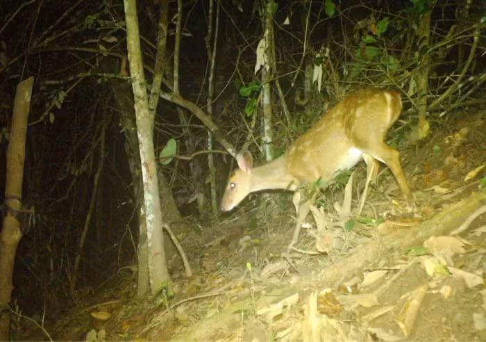 1. Mang lớn là loài thú cực kỳ quý hiếm của Việt Nam được Liên minh Bảo tồn Thiên nhiên Quốc tế (IUCN) đánh giá nguy cơ tuyệt chủng là cực kỳ nguy cấp (CR) và nằm trong nhóm IB của Nghị định 06/2019/NĐ-CP.