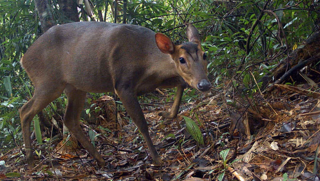 Mang lớn là loài thú móng guốc đặc hữu Đông Dương, được công bố là loài mới cho khoa học vào năm 1994. Theo các nhà khoa học, đây cũng là lần đầu tiên sau hơn 10 năm, loài mang lớn mới được ghi nhận trở lại bằng bẫy ảnh ở VQG Chư Yang Sin.