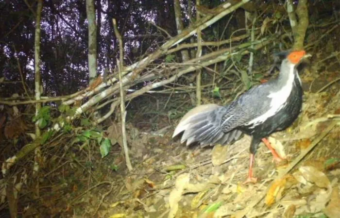 3. Gà lôi trắng là một loài chim lớn, có chiều dài khoảng 125 cm. Gà trống và gà mái có màu lông thay đổi theo thời kỳ tuổi trưởng thành, từ màu nâu đến màu trắng.