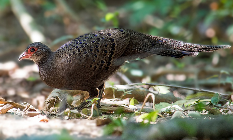 Đây là loài chim đặc hữu của vùng Đông Dương, phân bố ở các khu rừng khô thuộc miền Nam Việt Nam và Đông Campuchia. Loài này được liệt kê vào động vật sắp bị đe dọa.