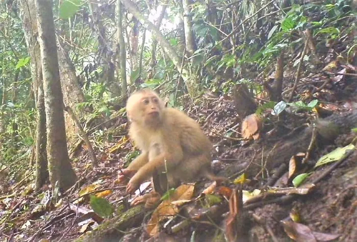 2. Khỉ đuôi lợn phương bắc là một loài động vật có vú trong họ Cercopithecidae, bộ Linh trưởng.