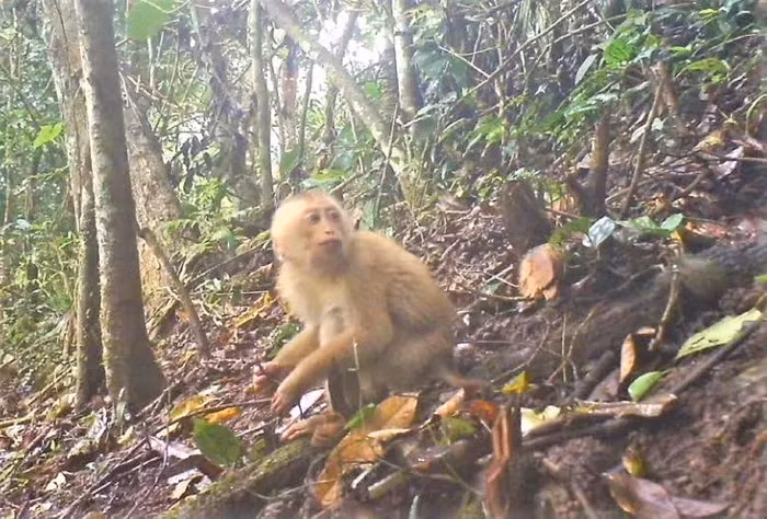 2. Khỉ đuôi lợn phương bắc là một loài động vật có vú trong họ Cercopithecidae, bộ Linh trưởng.