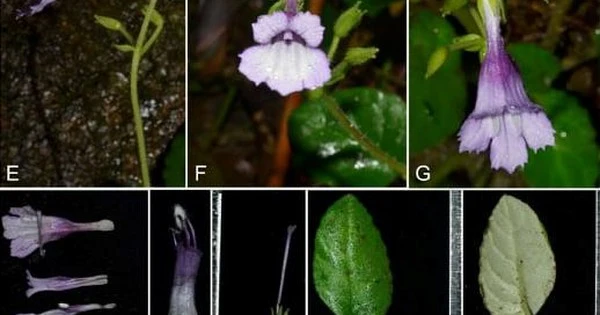 Đây là loài cây mới đặc hữu của Việt Nam, là loài thứ 9 trong chi Deinostigma.