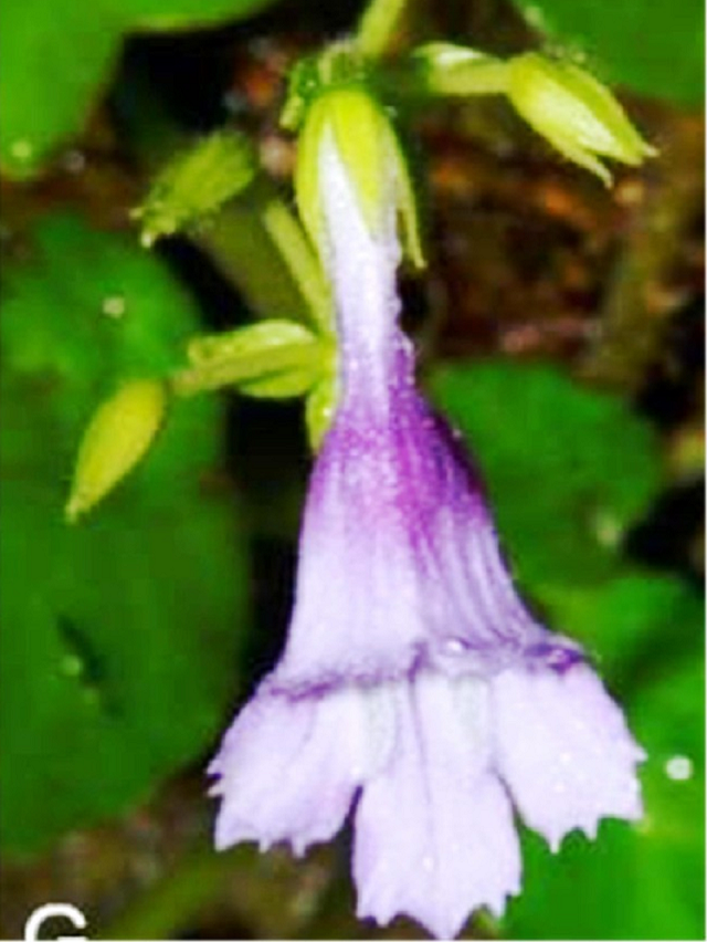 Mỹ nhụy răng cưa được đặt tên khoa học Deinostigma serratum F.Wen, L.N.Tuan &amp; D.Dien, thuộc họ Tai voi (Gesneriaceae), được tìm thấy mọc trên vách đá ẩm ướt, gần thác nước và bờ suối trong khu vực gần Rào Trăng, Phong Điền.