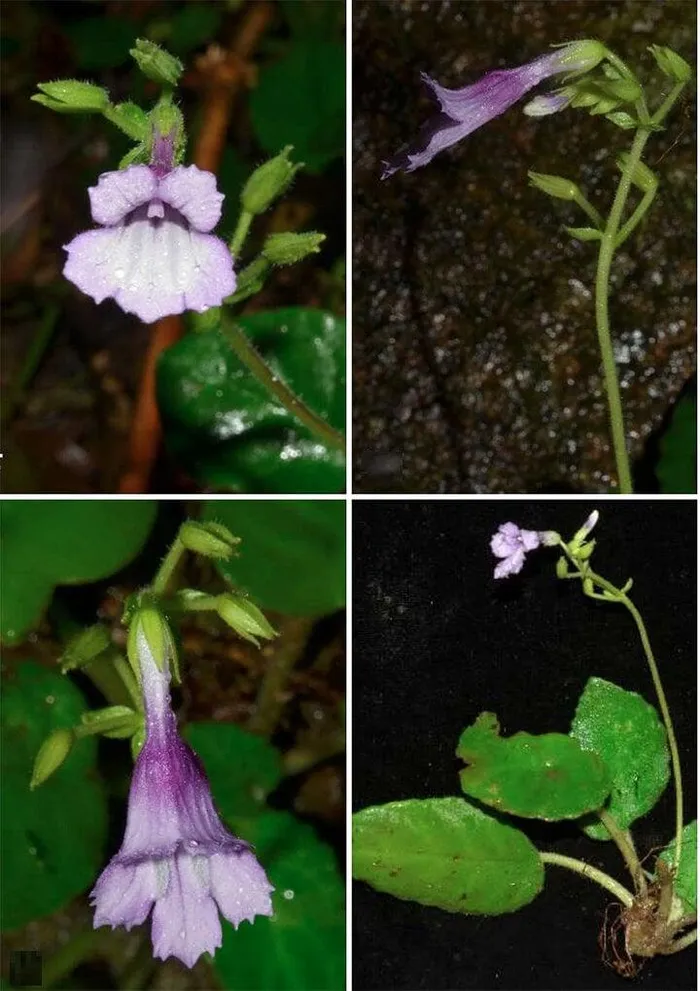 Mặc dù mới được phát hiện, nhưng mỹ nhụy răng cưa đang đối diện với nguy cơ biến mất hoàn toàn.