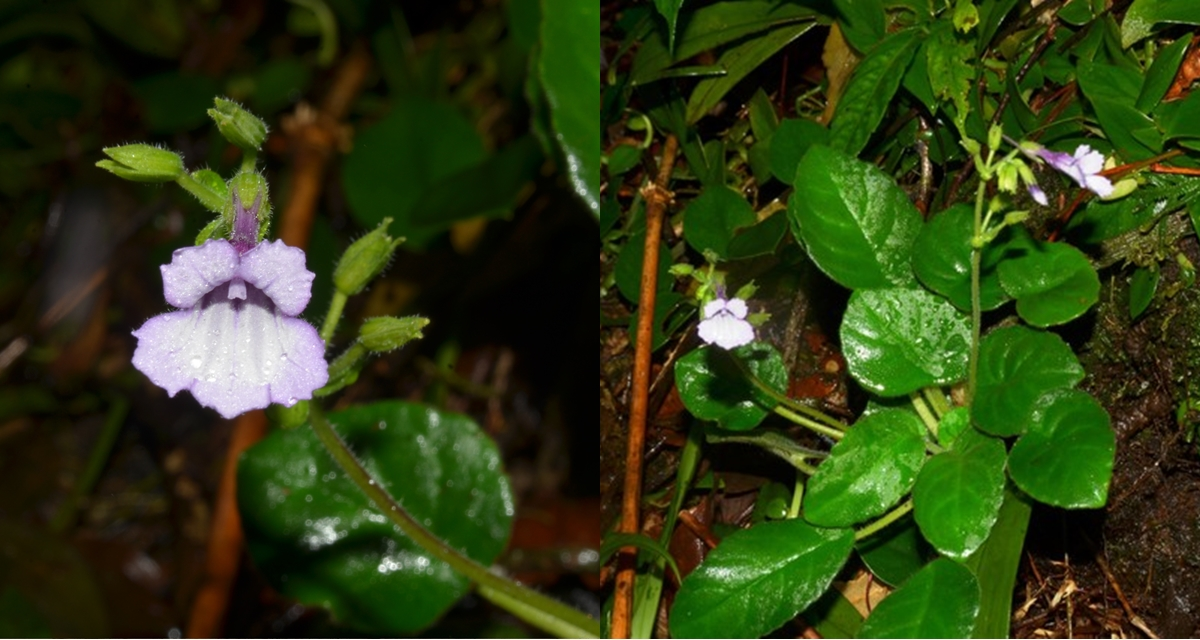 Các nhà khoa học đang nỗ lực bảo vệ và bảo tồn mỹ nhụy răng cưa để giữ gìn sự đa dạng sinh học đặc biệt của Việt Nam.