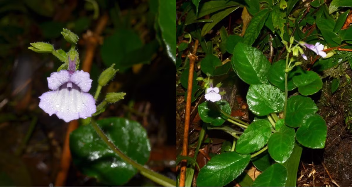 Các nhà khoa học đang nỗ lực bảo vệ và bảo tồn mỹ nhụy răng cưa để giữ gìn sự đa dạng sinh học đặc biệt của Việt Nam.