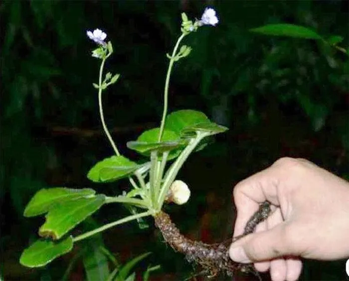 Loài này được xem là sắp nguy cấp theo tiêu chí Sách Đỏ của IUCN.