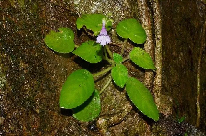 Phát hiện ra loài này là kết quả công cuộc nghiên cứu của ông Lê Ngọc Tuấn và các nhà khoa học tại Viện Nghiên cứu Khoa học Miền Trung, Đại học Nông Lâm Huế và Viện Thực vật học Quảng Tây.