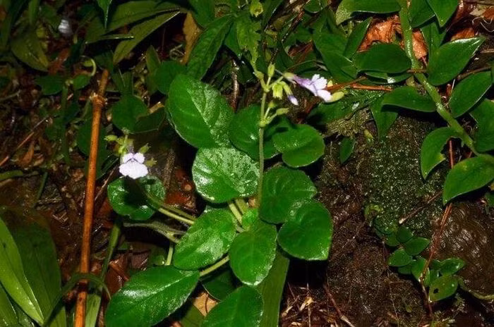  Mỹ nhụy răng cưa là loài hoa quý hiếm chỉ xuất hiện tại Việt Nam.