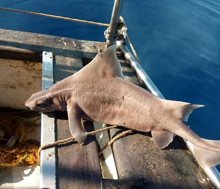 Ở các khu vực này, chúng thường được gọi là cá heo do tiếng rên rỉ trong nước.