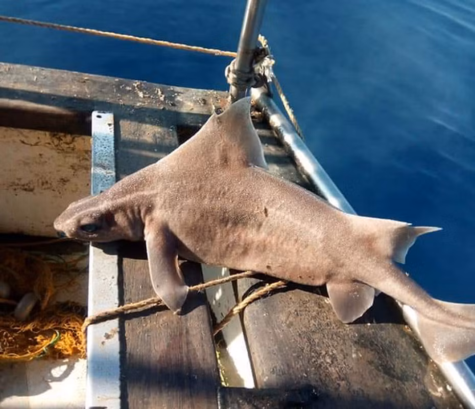 Ở các khu vực này, chúng thường được gọi là cá heo do tiếng rên rỉ trong nước.