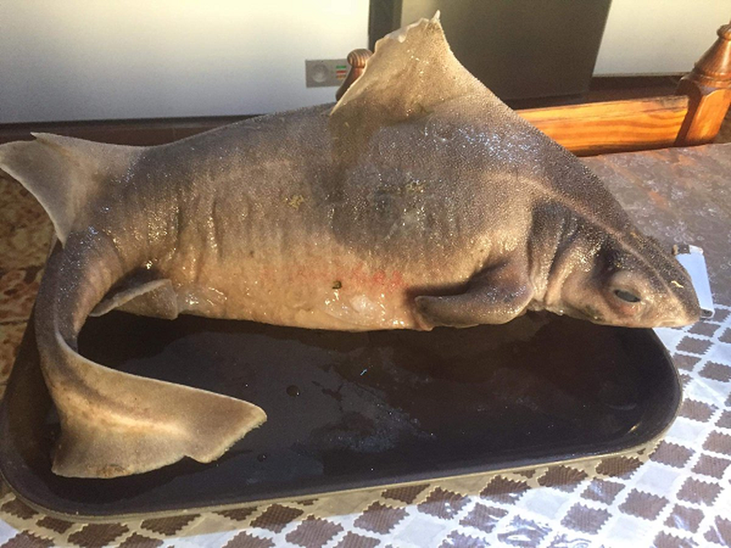 Cái tên của nó bắt nguồn từ khuôn mặt có phần hài hước giống lợn, với mặt cắt hình tam giác, đầu rộng và dẹt, mõm phẳng, cùng với những đường gờ trên mắt mở rộng thành các núm tròn lớn.