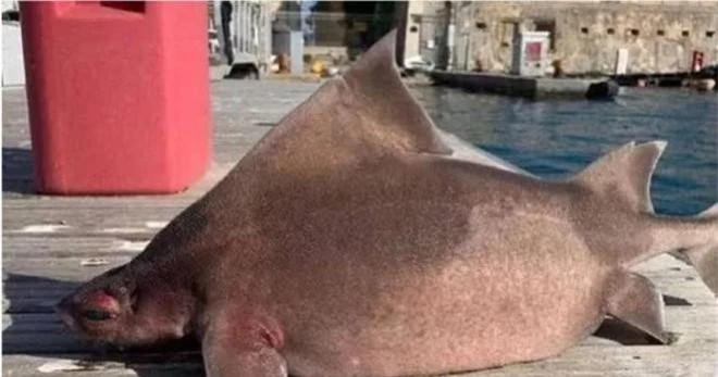  Thủy quái này có đôi mắt to đen và lỗ mũi lớn giống mũi lợn, với vây lưng sắc nét và góc cạnh, khác biệt so với cá mập thông thường.