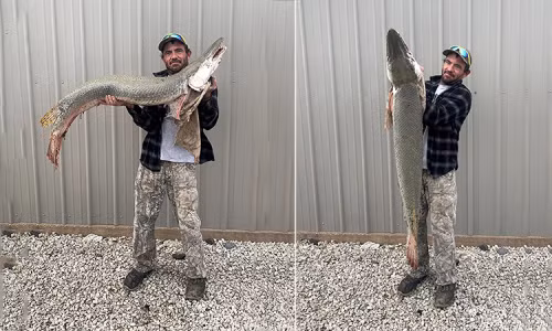 Các chuyên gia đang tiến hành nghiên cứu để xác định nguồn gốc của loài cá này thông qua việc phân tích gene và kiểm tra vi hóa học, vì cá thể này không có thẻ theo dõi như các loài cá láng Bắc Mỹ khác thường được theo dõi trong các chương trình bảo tồn ở các bang khác.