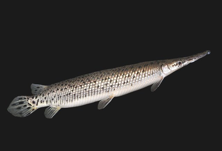 Cá láng lớn chuyên phục kích săn mồi và hoạt động chủ yếu vào ban đêm. Trứng cá láng lớn màu đỏ tươi và rất độc đối với con người. Miệng cá láng lớn chứa đầy răng sắc nhọn. Chúng lớn hơn người trưởng thành và nặng đến 160kg.