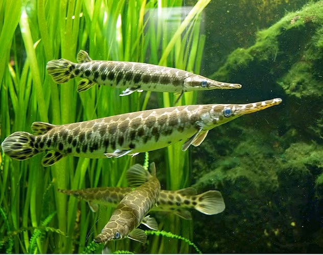 Bộ Cá láng (danh pháp khoa học: Lepisosteiformes) gồm 1 họ duy nhất còn sinh tồn là Lepisosteidae với 7 loài trong 2 chi, sống trong môi trường nước ngọt, đôi khi nước lợ và hiếm khi là nước mặn ở phía đông Bắc Mỹ, Trung Mỹ và quần đảo Caribe.