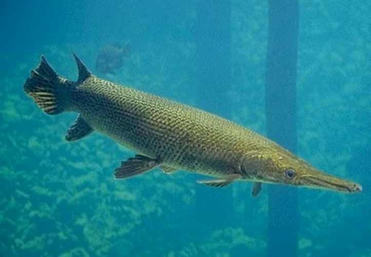 Tại Việt Nam, chúng thường được gọi là "Cá sấu hỏa tiễn" trong thương mại cá cảnh.