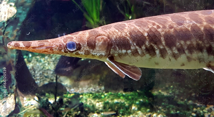 Hiện diện trên Trái đất từ thời nguyên thủy, cá láng lớn trông đáng sợ nhưng thực chất chúng rất hiền lành. Lớp vảy dày như bộ giáp của chúng được người mỹ bản xứ dùng làm miếng tì ngực.