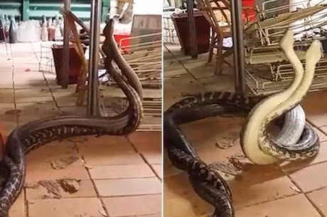 Theo Daniel Natusch, một chuyên gia về loài trăn ở Đại học Sydney, cảnh tượng trong video cho thấy hai con trăn thảm đực đang tham gia vào nghi thức giao chiến, cố gắng đè đầu đối phương xuống đất để thiết lập chủ quyền.