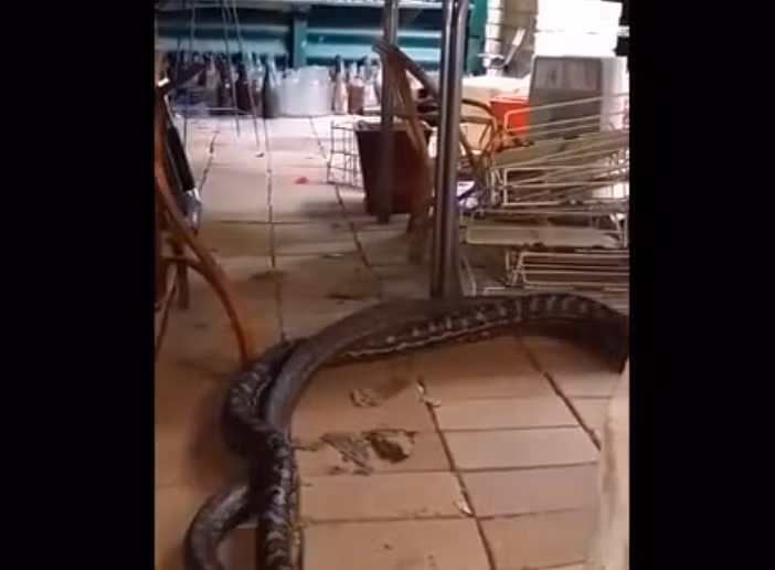 Theo lời của chủ nhà, anh ta đã cho phép một con trăn sống trên trần nhà phòng ngủ của mình để giữ cho nhà không bị nhiễm mối. Anh nói rằng anh không lo lắng vì các con quái thú này thường vô hại và hữu ích trong việc kiểm soát chuột bọ, đồng thời cũng giúp đuổi các loại rắn nguy hiểm khác.