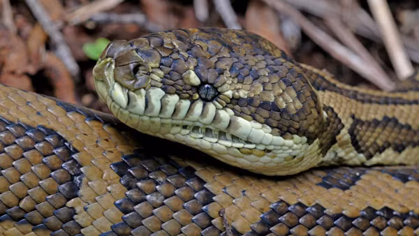 Trăn thảm không mang nọc độc và thường không cắn người trừ khi không có cách nào khác để tự vệ. Khi phát hiện trăn, nên giữ bình tĩnh và không hoảng sợ. Nếu trăn không gây nguy hiểm và không làm phiền, có thể để chúng tiếp tục đi theo đường riêng của mình. Tuy nhiên, nếu không chắc chắn về an toàn, nên giữ khoảng cách và gọi đội ngũ xử lý rắn địa phương để giải quyết.